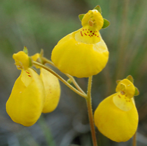 Capachito (Calceolaria biflora)
